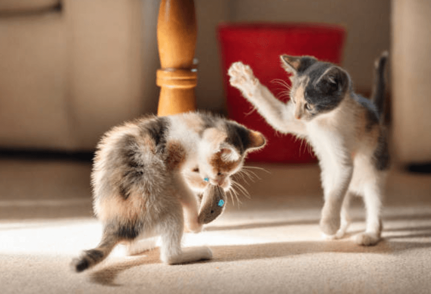 子猫が二匹遊んでいる