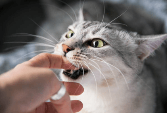 指を噛もうとしている猫