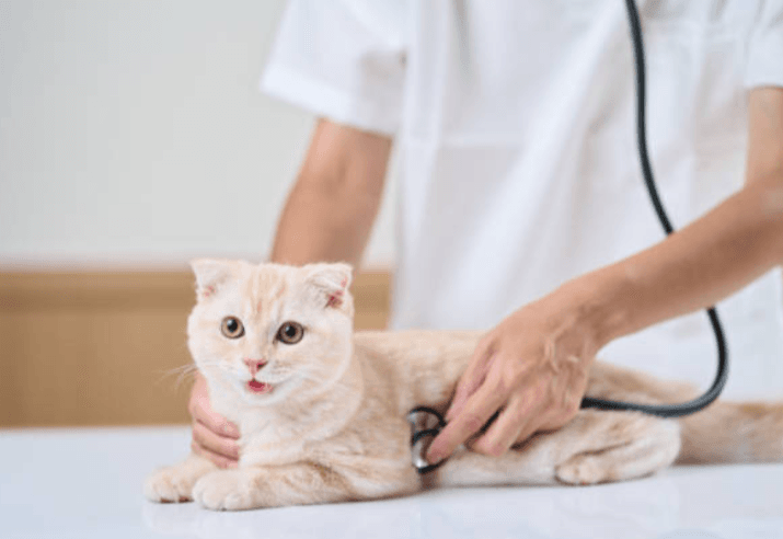 健康診断を受けている猫